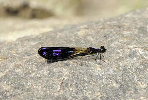 岩に止まるハナダカトンボの仲間 岩に止まるハナダカトンボの仲間の写真