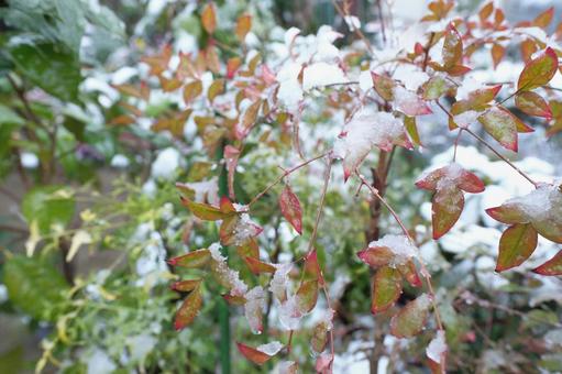 雪が降った日の庭 雪が降った日の庭の写真