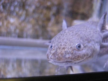 Axolotl smiling gently, JPG