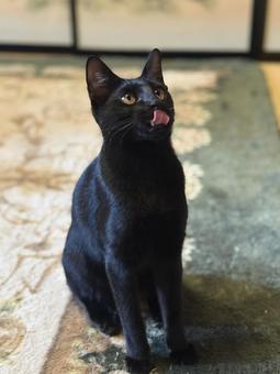 猫 黒猫,猫じゃらし,猫の写真素材