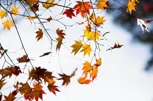紅葉 紅葉の写真