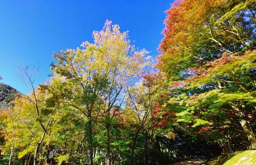 秋の紅葉・森林公園 秋の紅葉・森林公園の写真