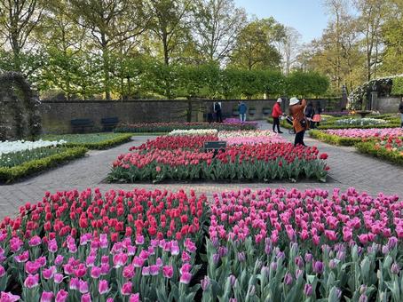 キューケンホフ公園 キューケンホフ公園 キューケンホフ,チューリップ,アムステルダムの写真素材