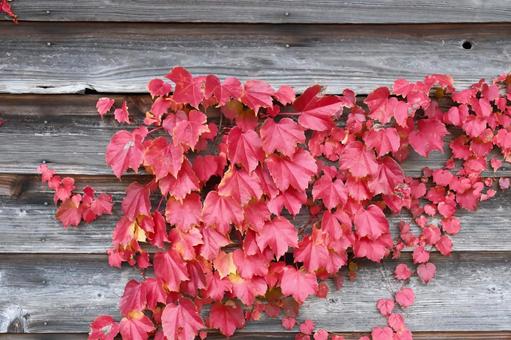 紅い葉 紅い,葉,ツタの写真素材
