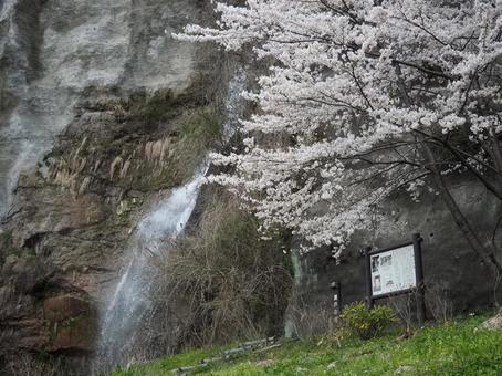 桜と滝と 桜,滝,自然の写真素材