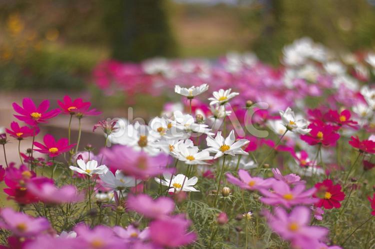 白と赤とピンクのコスモス畑 コスモス,コスモス畑,花畑の写真素材