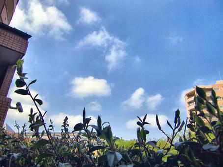 植物の息吹き-12 植物,息吹き,枝の写真素材