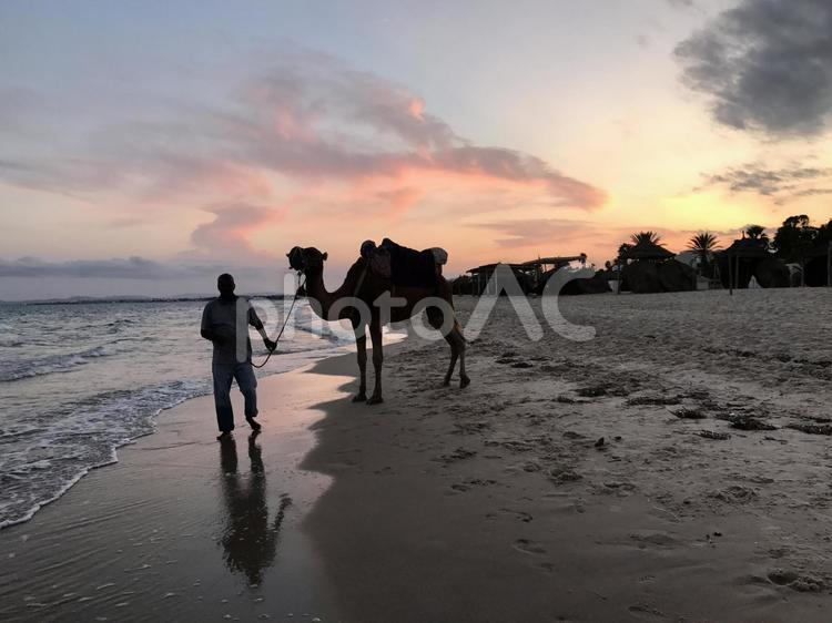 夕暮れの海、ラクダの散歩 ラクダ,海,チュニジアの写真素材