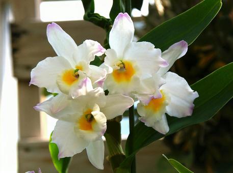デンドロビウム 'ホワイト・ラビット'の写真