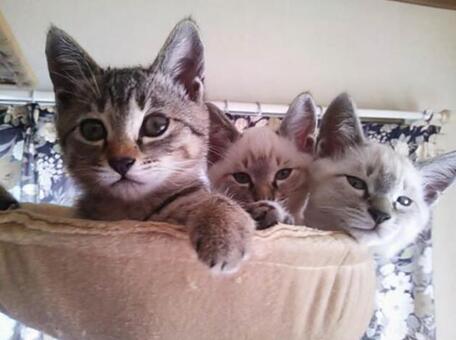 子猫の３兄弟 キジトラ猫,リンクスシールポイント,ペットの写真素材