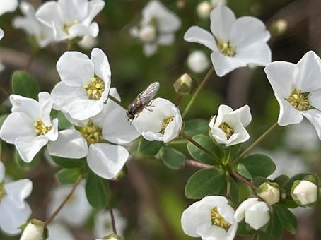 Spiraea 05, JPG Spiraea 05, JPG