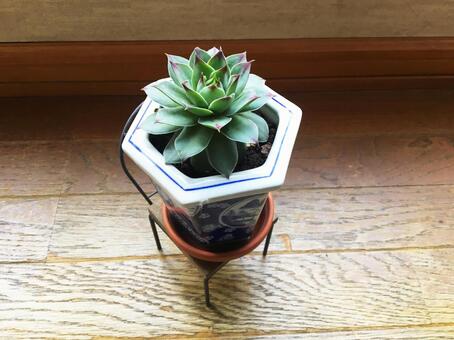 多肉植物 多肉植物の写真