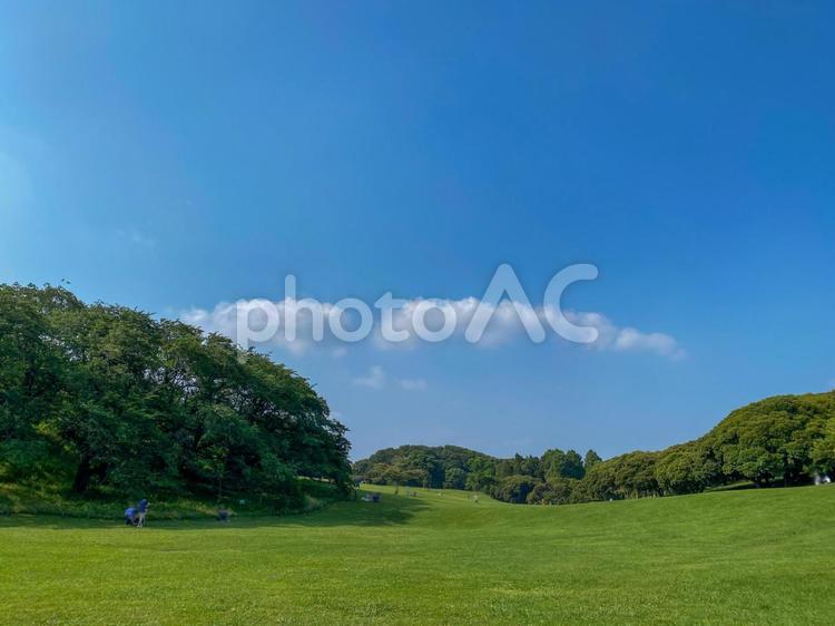 深緑の根岸森林公園 根岸森林公園,公園,深緑の写真素材