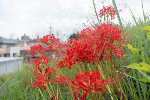 秋の草花 彼岸花 秋の草花 彼岸花の写真