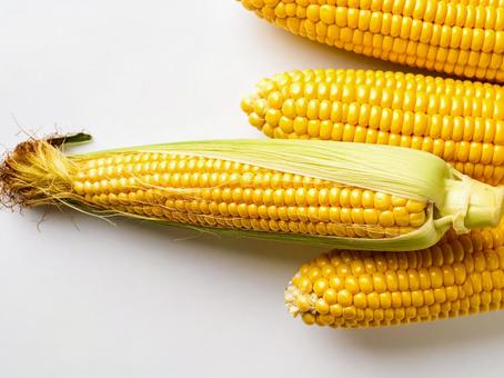 野菜・トウモロコシ 野菜・トウモロコシの写真