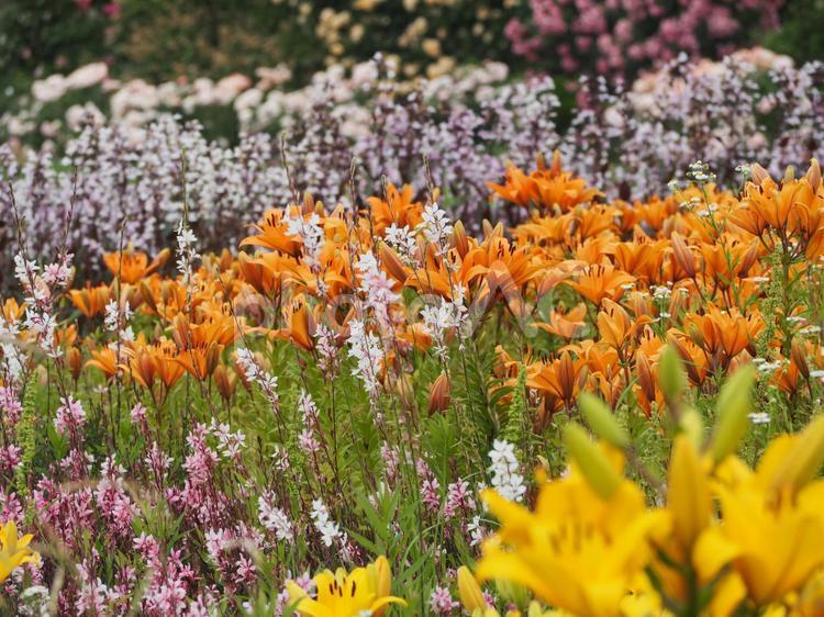 フラワーガーデン　百合　見頃 ユリ,百合,ゆりの写真素材