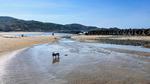波津海岸を駆けるフレブル フレンチブルドッグ,犬,波津海岸の写真素材