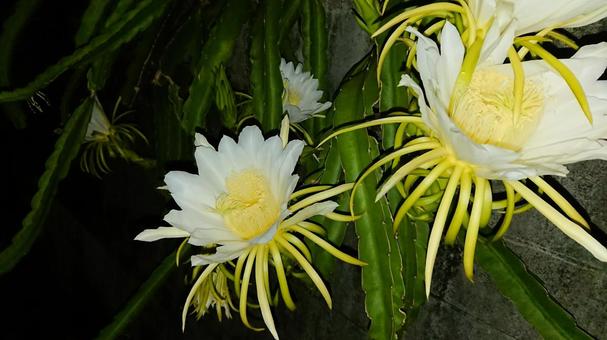 月下美人 月下美人 月下美人,ゲッカビジン,夜の写真素材