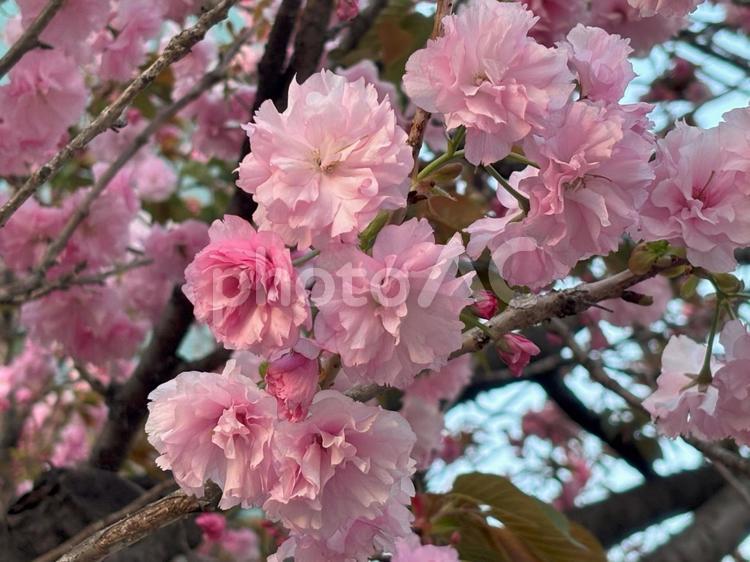 夕方の八重桜2 春,ピンク,フラワーの写真素材