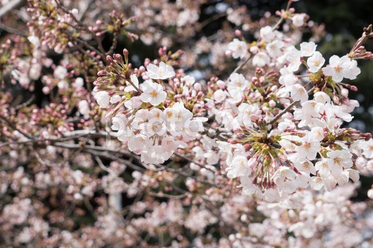 満開の白色の桜 お花見,きれい,咲くの写真素材