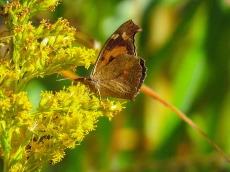 黄色い花に留まるテングチョウ 黄色い花に留まるテングチョウ テングチョウ,昆虫,生物の写真素材