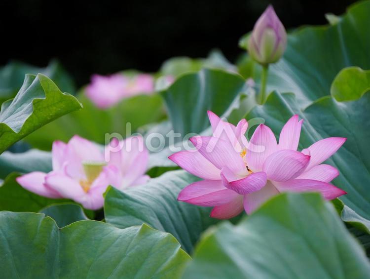 ハスの花【極楽浄土】 ハス,蓮,ハスの花の写真素材