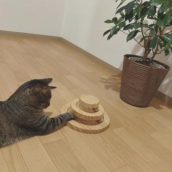 猫 猫 猫,ねこ,ギジトラの写真素材