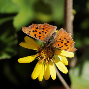 ツワブキの花とキタテハ 蝶,自然,風景の写真素材