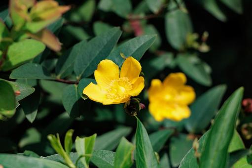 公園の黄色いセイヨウキンバイの花の写真