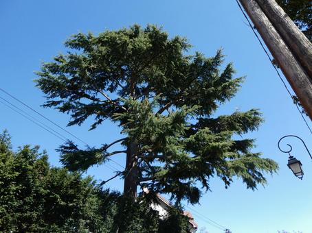 青空と木 青空,木,空の写真素材