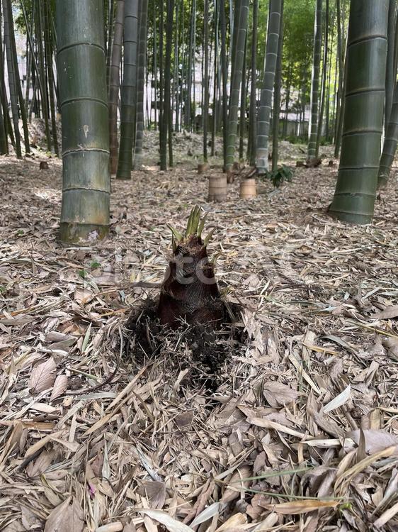 竹の子　にょきにょき タケノコ,たけのこ,筍の写真素材