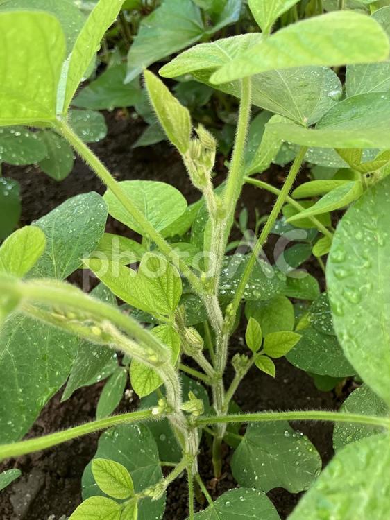 枝豆、大豆の蕾 枝豆の蕾,大豆の蕾,枝豆の苗の写真素材