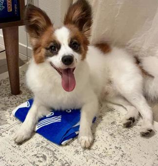 ハッピードッグ ハッピードッグ パピヨン,papillon,犬の写真素材