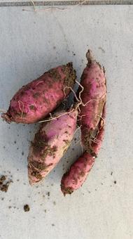 収穫したサツマイモ サツマイモ,さつまいも,芋の写真素材