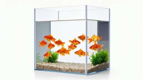 水槽 金魚1 水槽 金魚1の写真