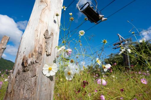 高原に咲くコスモスとロープウェイ 高原に咲くコスモスとロープウェイ コスモス,秋桜,高原の写真素材
