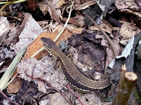 カナヘビ カナヘビ カナヘビ,トカゲ,ニホンカナヘビの写真素材