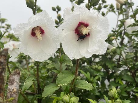 雨とフヨウ フヨウ,芙蓉,アオイ科の写真素材