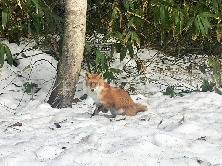 新雪の上の野生のキタキツネ02 キタキツネ,キツネ,動物の写真素材