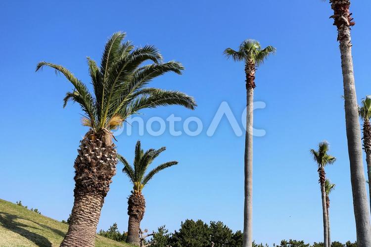 ヤシの木 ヤシの木,熱帯植物,植物の写真素材