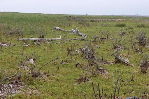 Photo, wild peninsula, todwara, todomatsu, 