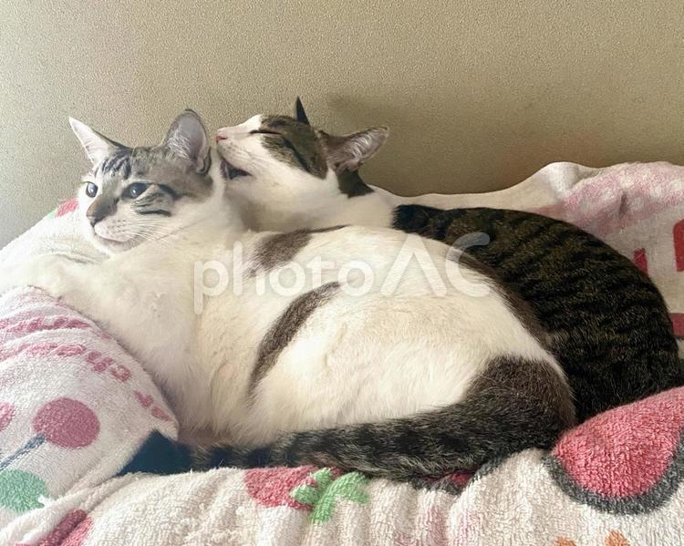 シャム系猫の頭を毛づくろいするキジ白猫 可愛い,キジシロ,シャムミックスの写真素材
