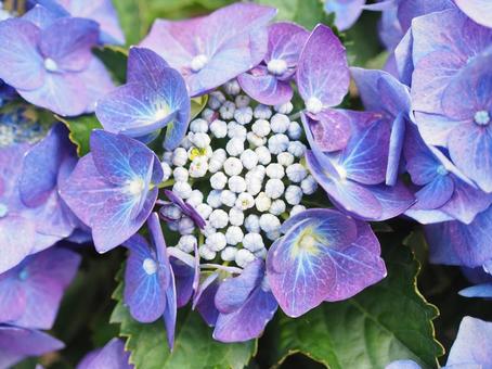 紫陽花の顔 紫陽花,自然,花の写真素材