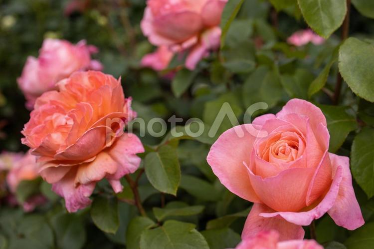 薔薇（マドモアゼル　メイアン） 薔薇,バラ,マドモアゼルメイアンの写真素材