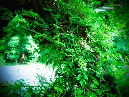 癒しの緑 癒しの緑の写真