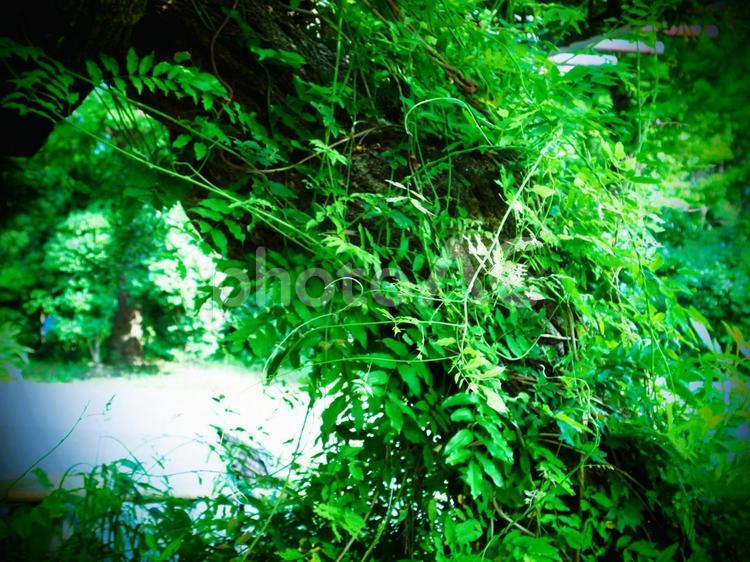 癒しの緑 花,植物,木の写真素材