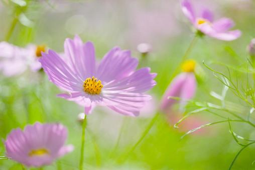 コスモス コスモス,ピンク,白の写真素材