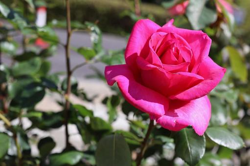 バラ園にて綺麗な薔薇を撮りました バラ園にて綺麗な薔薇を撮りました 花,薔薇,自然の写真素材