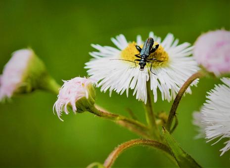 Longhorn beetle and buttercup, JPG