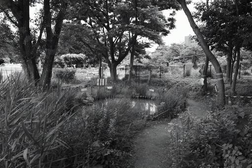 自然 モノクロ写真 自然 モノクロ写真 自然,モノクロ,植物の写真素材